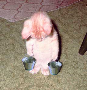 pfffffquelle vie de chat!